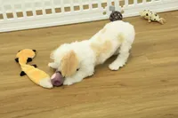 Sawyer, a male Cavapoo for sale in Hickory, NC – Photo 8 of 10