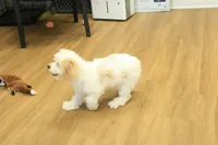 Sawyer Neutered, a male Cavapoo for sale in Hickory, NC – Photo 5 of 10