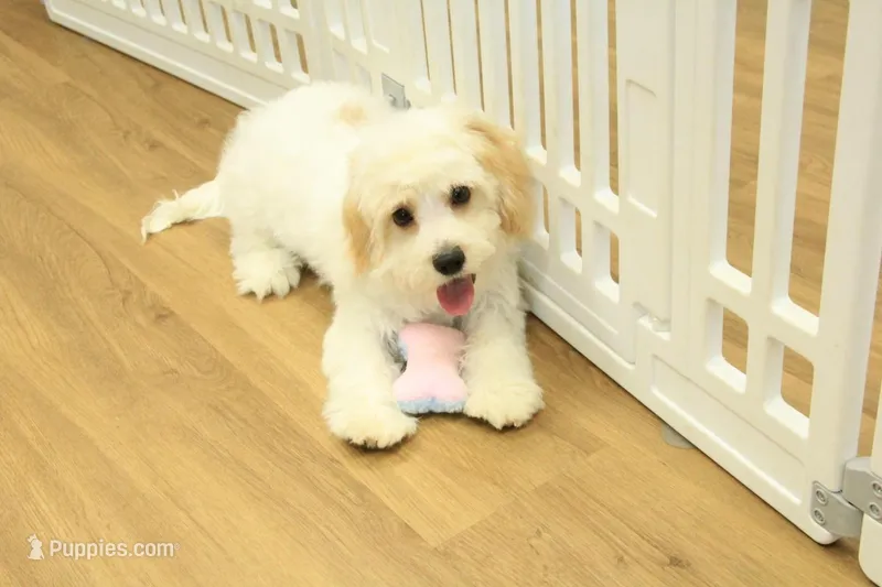 Sawyer – Cavapoo puppy for sale in Hickory, NC