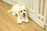 Sawyer Neutered, a male Cavapoo for sale in Hickory, NC – Photo 1 of 10