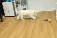 Sawyer Neutered, a male Cavapoo for sale in Hickory, NC – Photo 2 of 10