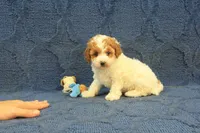 Popcorn, a female Cavapoo and Poodle - Toy  for sale in Hickory, NC – 7 of 8