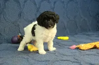 Gia, a female Poodle - Toy  for sale in Hickory, NC – 9 of 10