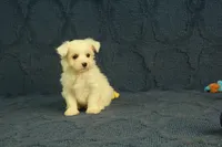 Casper, a male Maltipoo for sale in Hickory, NC – 8 of 10