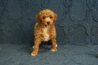 Glory, a female Poodle - Toy  for sale in Hickory, NC – 9 of 10