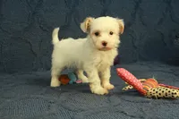 Cassidy, a female Maltipoo for sale in Hickory, NC – 2 of 10
