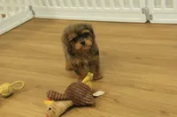 Sparkles, a female Cavapoo for sale in Hickory, NC – 2 of 10
