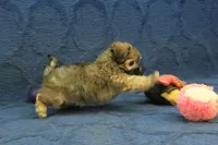 Suri, a female Maltipoo for sale in Hickory, NC – 3 of 9