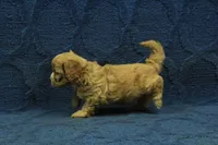 Levi F1B, a male Cavapoo for sale in Hickory, NC – 2 of 10