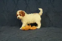 Popcorn, a female Cavapoo and Poodle - Toy  for sale in Hickory, NC – 8 of 8