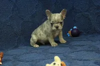 Jay, a male French Bulldog for sale in Hickory, NC – 8 of 9