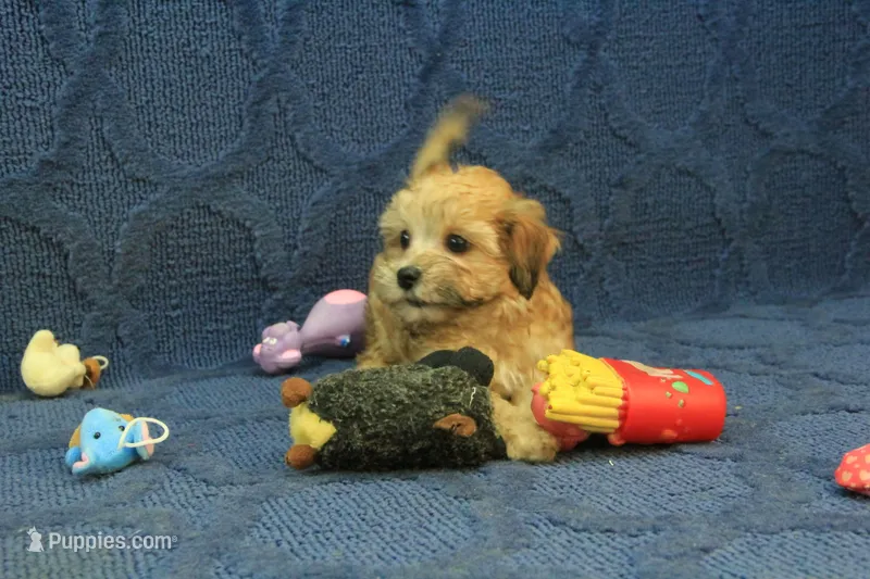 Sophie – Maltipoo puppy for sale in Hickory, NC