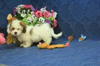 Rocky, a male Cavachon for sale in Hickory, NC – 10 of 10