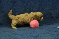 Levi F1B, a male Cavapoo for sale in Hickory, NC – 7 of 10
