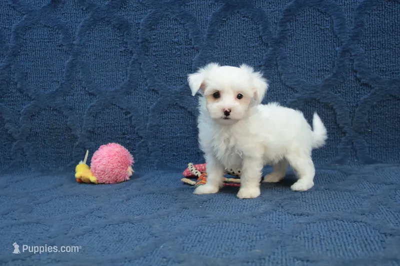 Callie – Maltipoo puppy for sale in Hickory, NC
