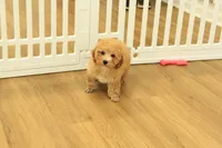Annie, a female Poodle - Toy  for sale in Hickory, NC – 4 of 9