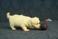 Casper, a male Maltipoo for sale in Hickory, NC – 7 of 10