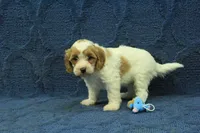 Madelyn F1B, a female Cavapoo for sale in Hickory, NC – 2 of 9