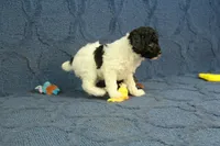 Gia, a female Poodle - Toy  for sale in Hickory, NC – 8 of 10