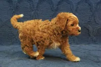 Patches, a male Cavapoo and Poodle - Toy  for sale in Hickory, NC – 9 of 10