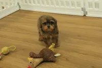 Sparkles, a female Cavapoo for sale in Hickory, NC – 5 of 10