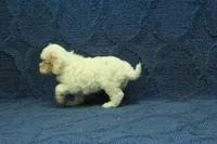 Violet F1B, a female Cavapoo for sale in Hickory, NC – 8 of 9