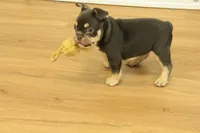 Rover, a male French Bulldog for sale in Hickory, NC – 10 of 10