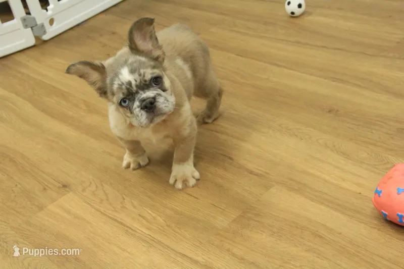 Bruno – French Bulldog puppy for sale in Hickory, NC