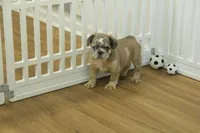 Bruno, a male French Bulldog for sale in Hickory, NC – Photo 2 of 8