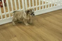 Bruno, a male French Bulldog for sale in Hickory, NC – Photo 6 of 8