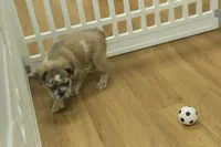 Bruno, a male French Bulldog for sale in Hickory, NC – Photo 3 of 8