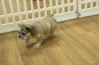 Bruno, a male French Bulldog for sale in Hickory, NC – Photo 7 of 8