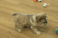 Bruno, a male French Bulldog for sale in Hickory, NC – Photo 5 of 8