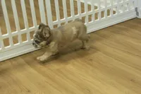 Bruno, a male French Bulldog for sale in Hickory, NC – Photo 4 of 8