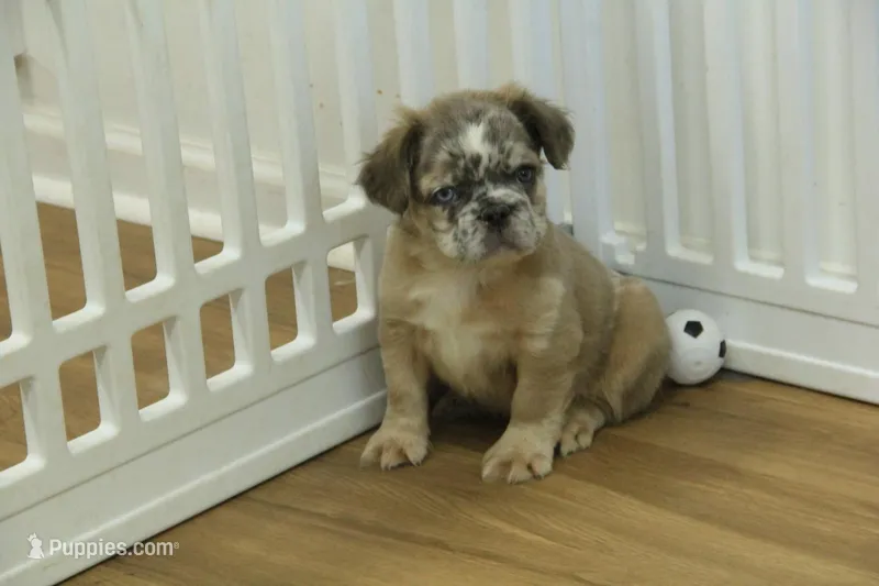 Bruno – French Bulldog puppy for sale in Hickory, NC