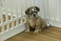 Bruno, a male French Bulldog for sale in Hickory, NC – Photo 1 of 8