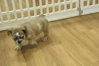 Bruno, a male French Bulldog for sale in Hickory, NC – Photo 8 of 8