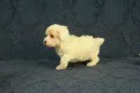 Grace, a female Poodle - Toy  for sale in Hickory, NC – 5 of 10