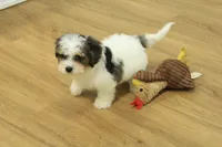 Smokey, a male Cavapoo for sale in Hickory, NC – 6 of 9