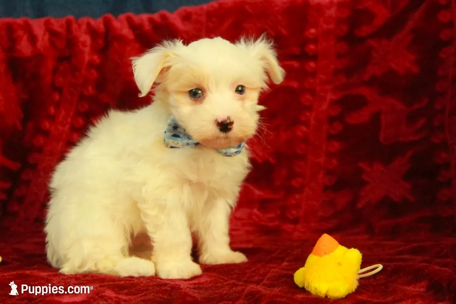 Colby, a male Maltipoo for sale in Hickory, NC – 1 of 10