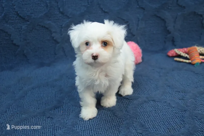 Cora – Maltipoo puppy for sale in Hickory, NC