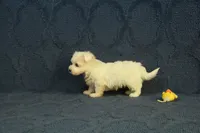 Casper, a male Maltipoo for sale in Hickory, NC – 9 of 10