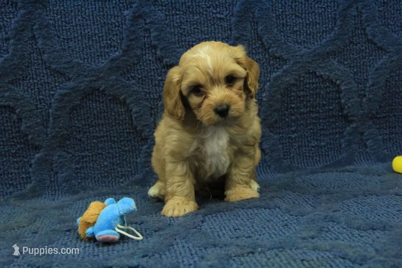 Sebastian F1B – Cavapoo puppy for sale in Hickory, NC