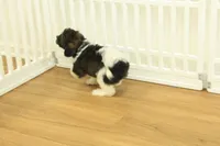 Scout, a male Cavapoo for sale in Hickory, NC – 2 of 10