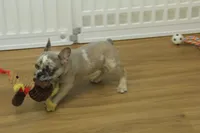 Tate, a male French Bulldog for sale in Hickory, NC – 8 of 10