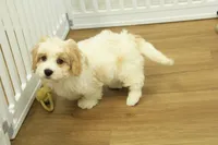 Milo, a male Cavachon for sale in Hickory, NC – 6 of 6