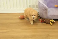 Gunner, a male Poodle - Toy  for sale in Hickory, NC – 8 of 10