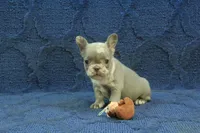 Claire, a female French Bulldog for sale in Hickory, NC – 8 of 10