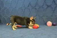 Wilma Chocolate & Tan, a female French Bulldog for sale in Hickory, NC – 7 of 10