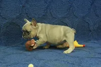 Paisley, a female French Bulldog for sale in Hickory, NC – 3 of 10